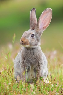 Wild rabbit