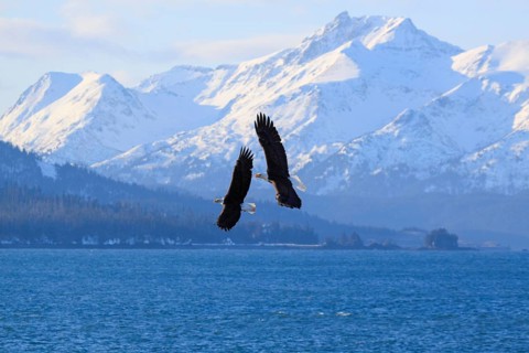 Bald eagle