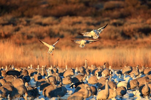 Snow goose