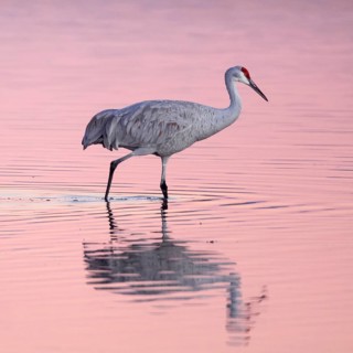 Sandhill crane