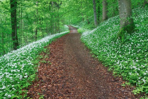 Forest path with blooming wild garlic