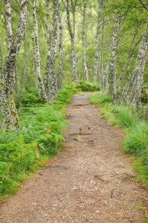 Footpath in birch forest
