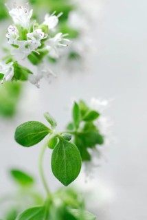 Oregano