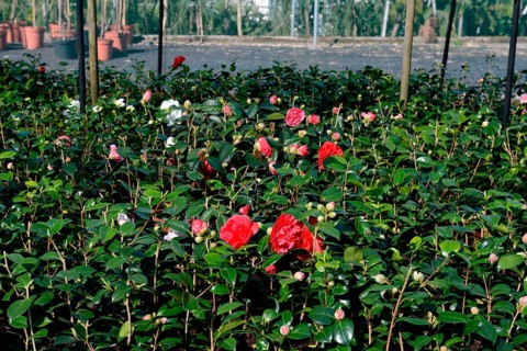 Greenhouse with camellias