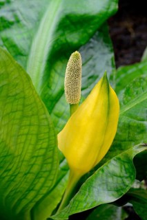 Western skunk cabbage