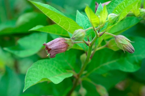 Belladonna