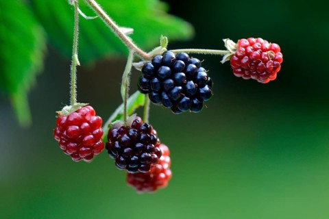 Blackberry