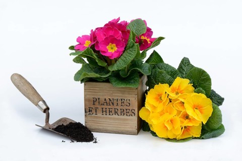 Primroses
