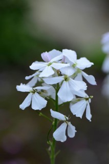 Night Violet