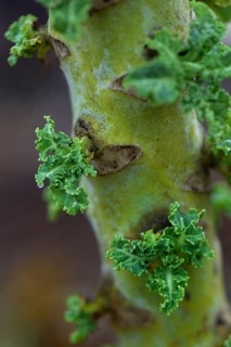 Kale