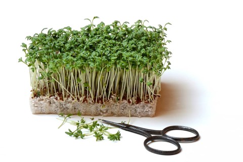 Garden cress