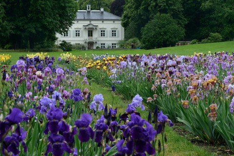 German Iris