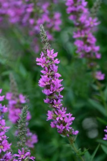 Blood loosestrife