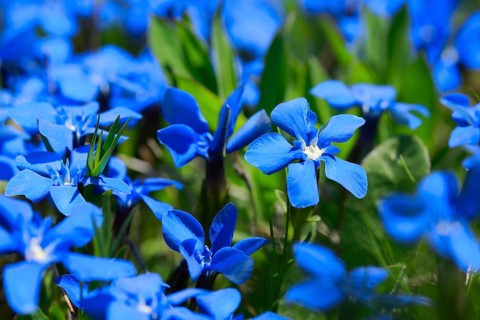 Spring Gentian