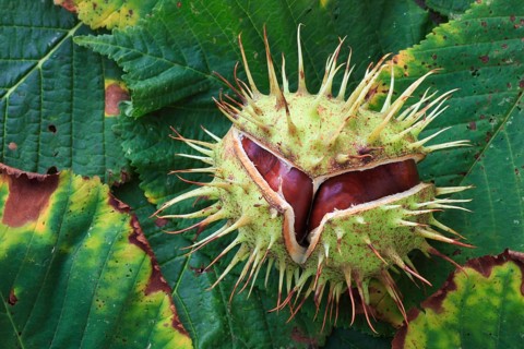 Horse chestnuts