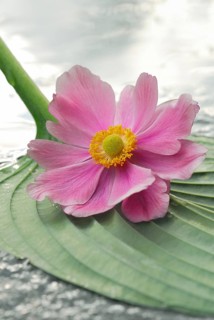 Autumn anemone on leaf