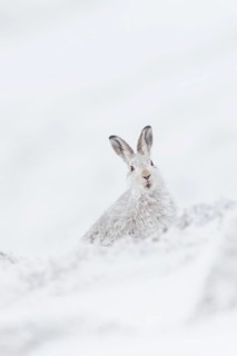 Mountain hare
