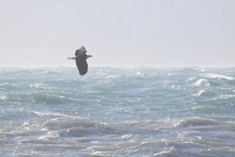 Bald eagle
