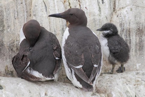 Common Common guillemot