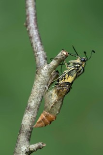 Hatching of a swallowtail butterfly