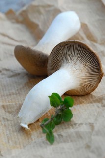 Brauner king trumpet mushroom