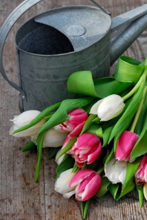 Bouquet of tulips