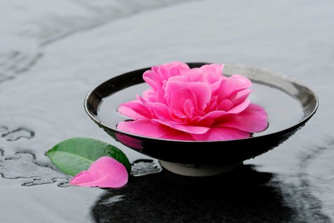 Camellia flower
