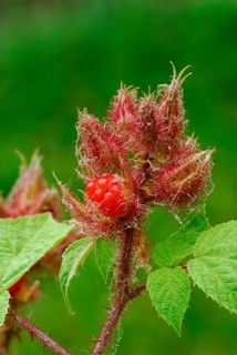 Japanese Wineberry