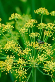 (Foeniculum vulgare azoricum) variety Fino Vitalis