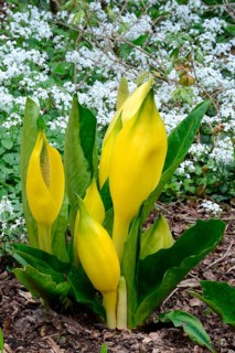 Western skunk cabbage