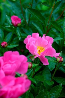 Peony