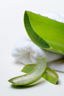 Aloe leaf discs and cut leaf