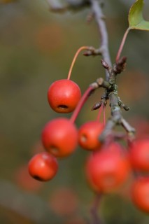 Ornamental apples