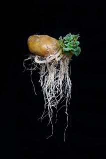 Sprouting potato with roots and leaves