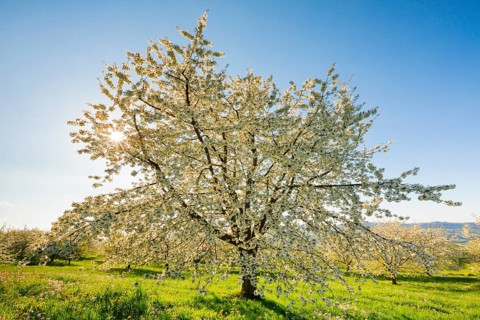 Cherry trees in spring