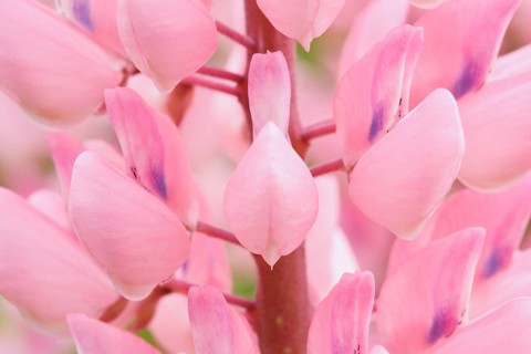 Close up of the multiflora lupine flower