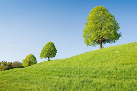 Linden near Ebmatingen in the Zurich Oberland
