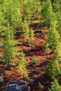 Alpine flora in autumn