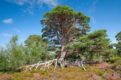 Scots pine