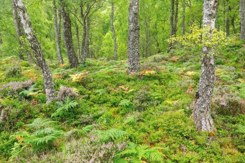 Birch forest