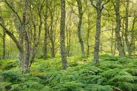 Birch forest