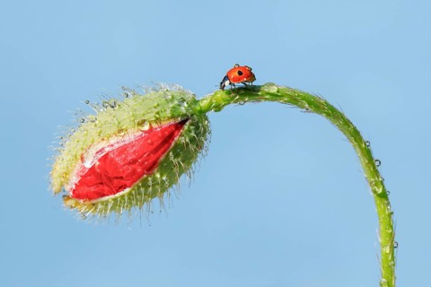 Two-spotted ladybird on poppy flower