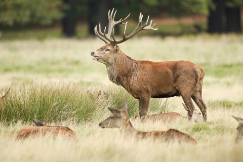 Red Deer or Hart