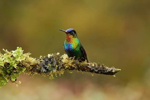 Fiery-throated hummingbird