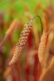 Foxtail millet