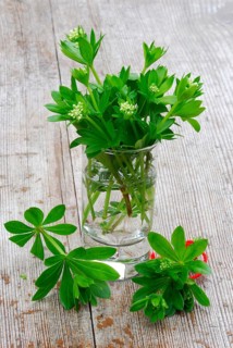 Real Galium odoratum
