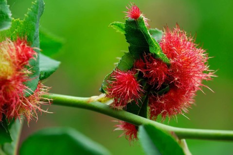 Mossyrose gall wasp