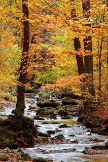 Bach with autumn leaves