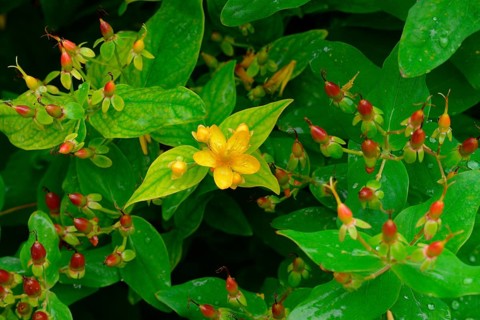 Shrubby hypericum