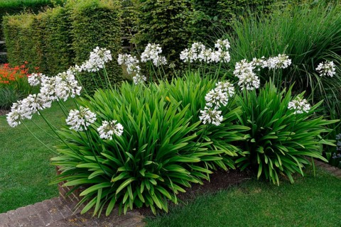 Tubular lily